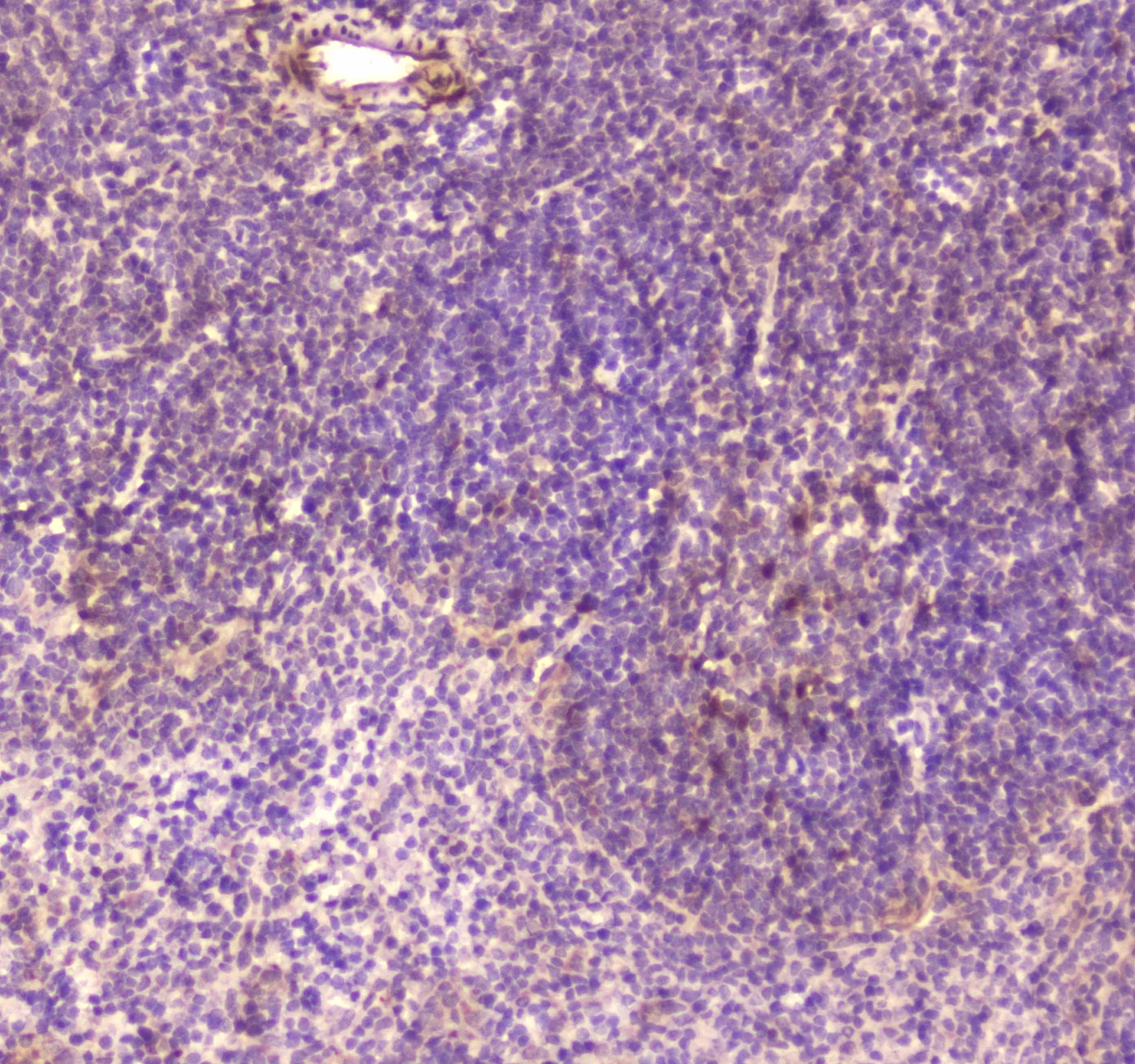 CD163 Antibody