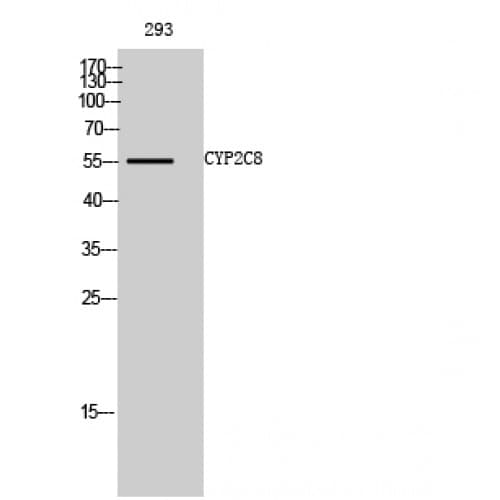 CYP2C8 Antibody (Internal)