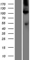 ATP2A1 / SERCA1 Protein (Over-Expression Lysate Myc-DDK (Flag))