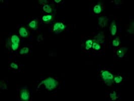 ERCC4 / XPF Antibody (clone OTI3H10)