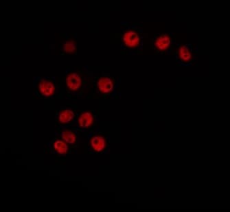 CCNH / Cyclin H Antibody