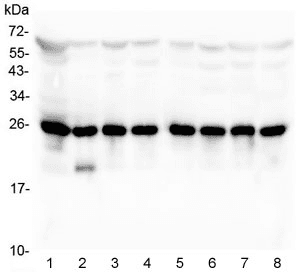 BAK1 / BAK Antibody