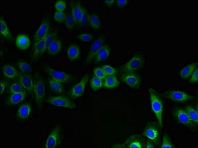 IFITM2 Antibody