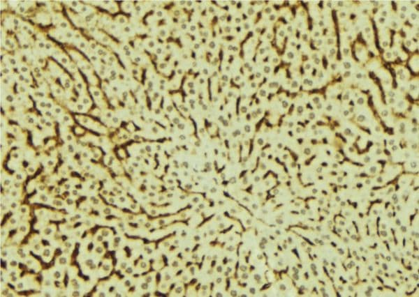 Polyclonal Rabbit anti-Human MED28 / Magicin Antibody (IHC, WB)