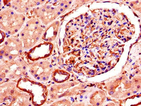 SMURF1 Antibody