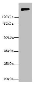 NID1 / Entactin / Nidogen-1 Antibody