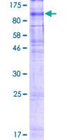 Human XPR1 Protein (Recombinant GST)