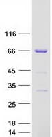 Human CSTF2 / CstF-64 Protein (Recombinant Myc-DDK (Flag))