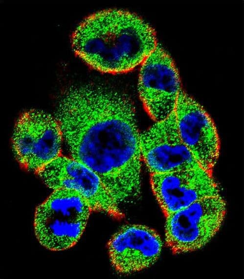 SOCS4 Antibody (aa227-254)