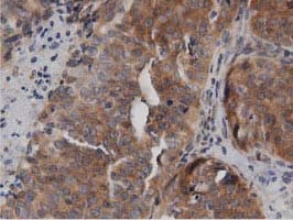 DNAJA2 Antibody (clone OTI3A10)