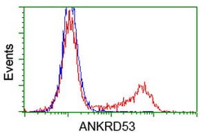 Monoclonal Mouse anti-Human ANKRD53 Antibody (clone OTI1E1, IHC, IF, WB)