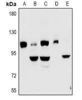 KCNQ5 Antibody