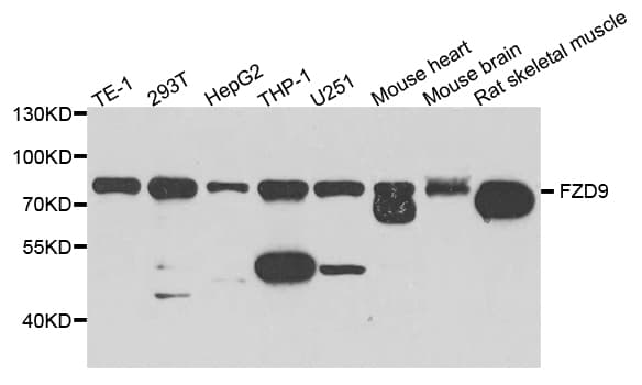 FZD9 / Frizzled 9 Antibody