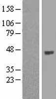OPCML / OBCAM Protein (Over-Expression Lysate Myc-DDK (Flag))