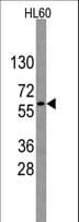 Polyclonal Rabbit anti-Human GNL3 / NS / Nucleostemin Antibody (aa191-220, WB)