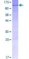 Human ENL / MLLT1 Protein (Recombinant GST)