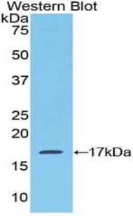 CCL28 / MEC Antibody (aa17-130, APC)