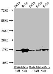 HIST1H3A Antibody
