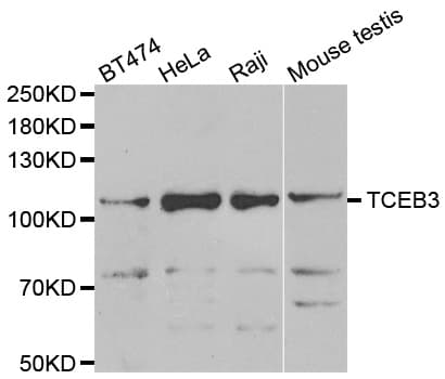 TCEB3 / Elongin A Antibody