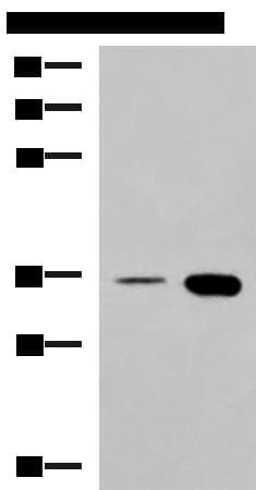 c-Maf Antibody