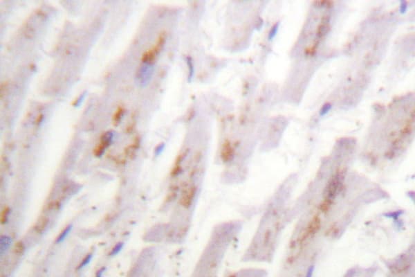 CRYAB / Alpha B Crystallin Antibody (Ser41)