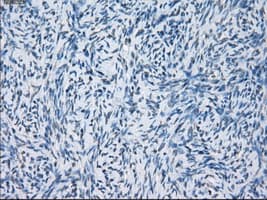 GBP2 Antibody (clone OTI1G1)