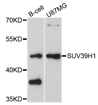 SUV39H1 Antibody