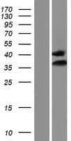 IMPA1 / IMP Protein (Over-Expression Lysate Myc-DDK (Flag))