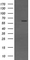 Monoclonal Mouse anti-Human CD19 Antibody (clone OTI2D3, IF, WB)