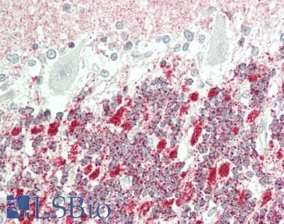 IHC-plus™ USP43 Antibody (aa900-928)