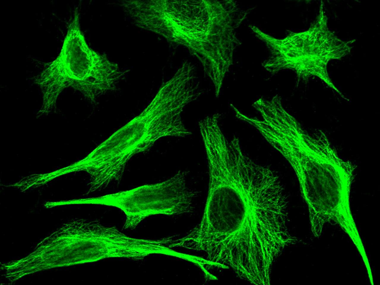 Monoclonal Rabbit anti-Human MID1IP1 Antibody (clone 005, Preservative Free, IF, WB)
