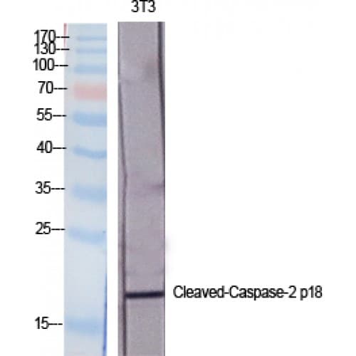 CASP2 / Caspase 2 Antibody (120-200 aa, Internal)