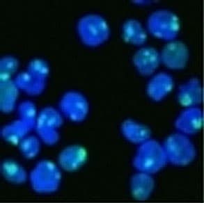NCL / Nucleolin Antibody (clone NCL/902, Ready-to-Use)