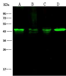 ACTB / Beta Actin Antibody (clone 10, Preservative Free)