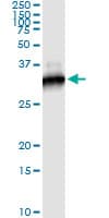IHC-plus™ Monoclonal Mouse anti-Human RICTOR Antibody (clone 1F3, IHC, WB)