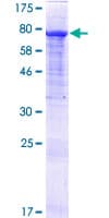 Human GTF2IRD2 Protein (Recombinant GST)