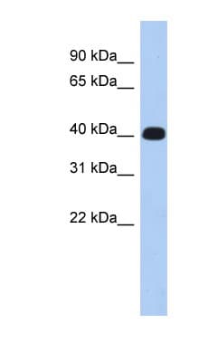 ERMN / Juxtanodin Antibody (aa215-264)