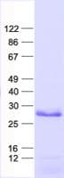 Human C11orf70 Protein (Recombinant His, N-Terminal)