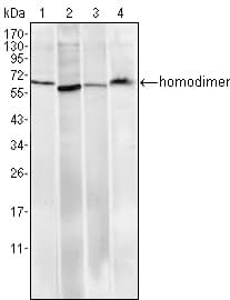 IHC-plus™ RCHY1 / PIRH2 Antibody (clone 1H10)