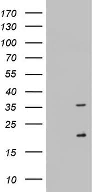 NUS1 Antibody (aa38-116, clone OTI6C11, Carrier-free)