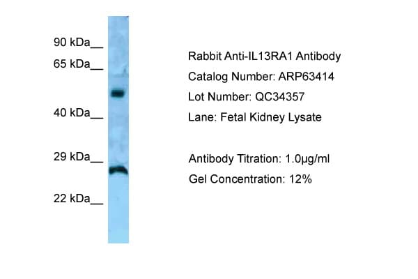IL13RA1 / IL13R Alpha 1 Antibody (aa40-89)