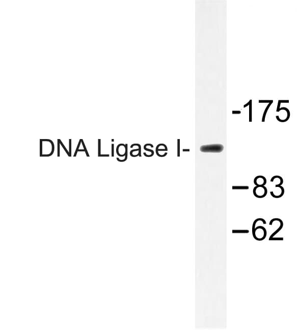 LIG1 / DNA Ligase 1 Antibody (Glu139)