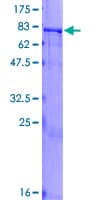Human ZNF155 Protein (Recombinant GST)