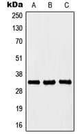 Polyclonal Rabbit anti-Human HOXB4 Antibody (Internal, WB)