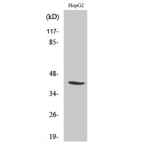 NFYA Antibody (230-310 aa, C-terminal)