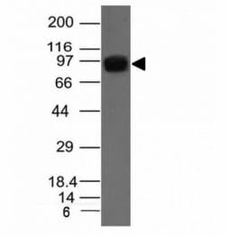 NCL / Nucleolin Antibody (clone NCL/902, Ready-to-Use)