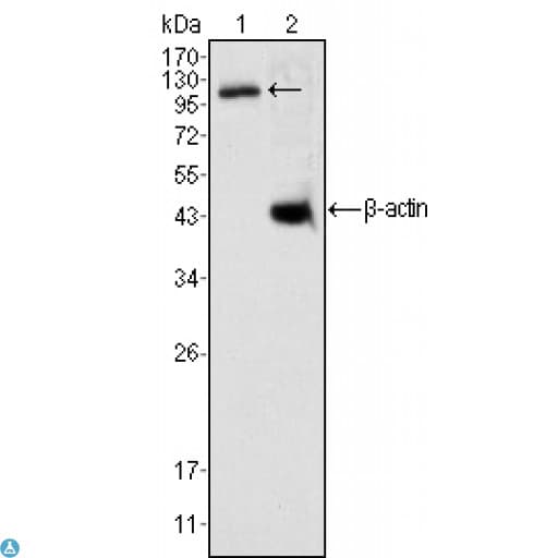 DAXX Antibody