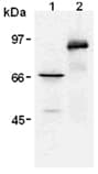 Myc Tag Antibody (clone PL14)