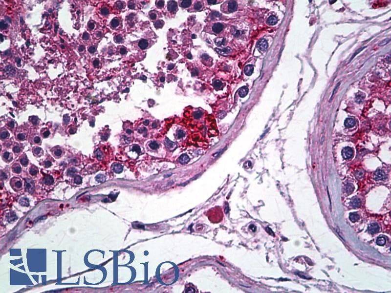 IHC-plus™ Polyclonal Rabbit anti-Human CLDN11 / Claudin 11 Antibody (C-Terminus, IHC)