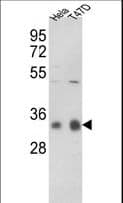 PPP1CC / PP1 Gamma Antibody (aa291-321)